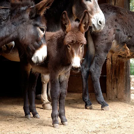 Szálloda Masseria Chiancone Torricella