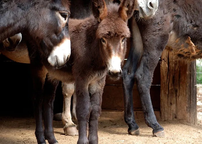 Ξενοδοχείο Masseria Chiancone Torricella
