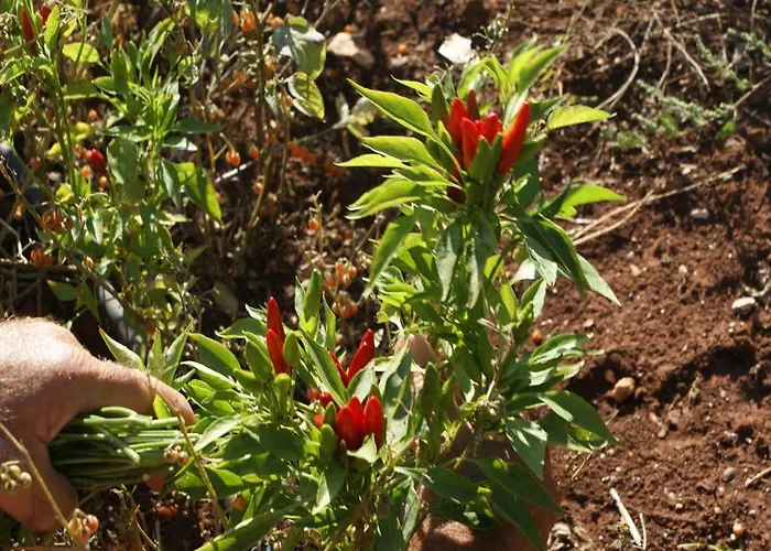 Masseria Chiancone Torricella Ξενοδοχείο 4*